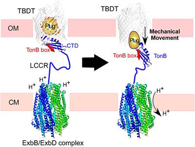 NMR Structure and Dynamics of TonB Investigated by Scar-Less Segmental Isotopic Labeling Using a Salt-Inducible Split Intein